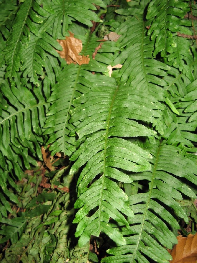Polypodium sp.